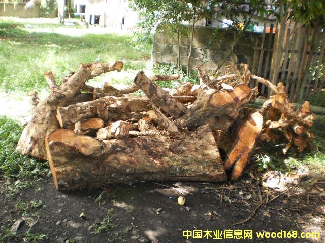 �{���� Narra ��Ԕ��(x��)��B