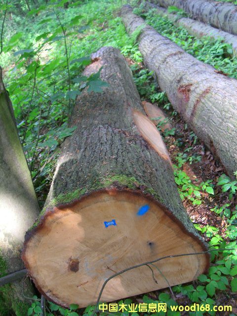 �c���鿴�M(j��n)�ڰ���ľ�ט�ľ�Ŵ�DƬ