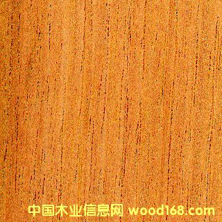 ������ѩ��