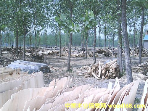 ��ľ��Ƥ��Ԕ��(x��)��B