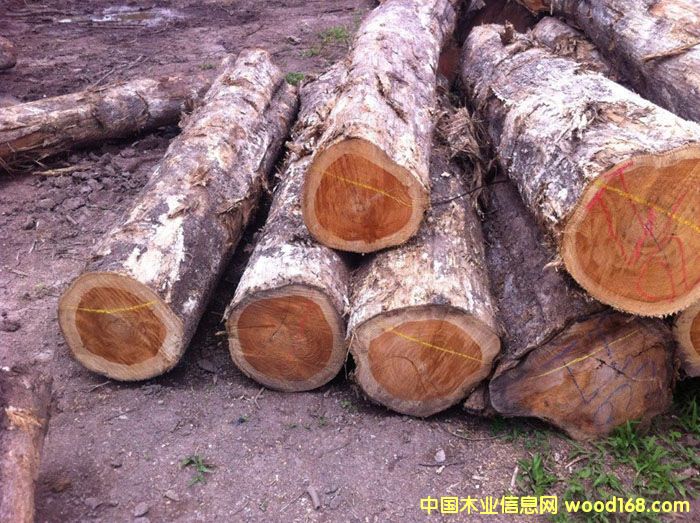 �̼�ľ��/������/Pochote��Ԕ����B