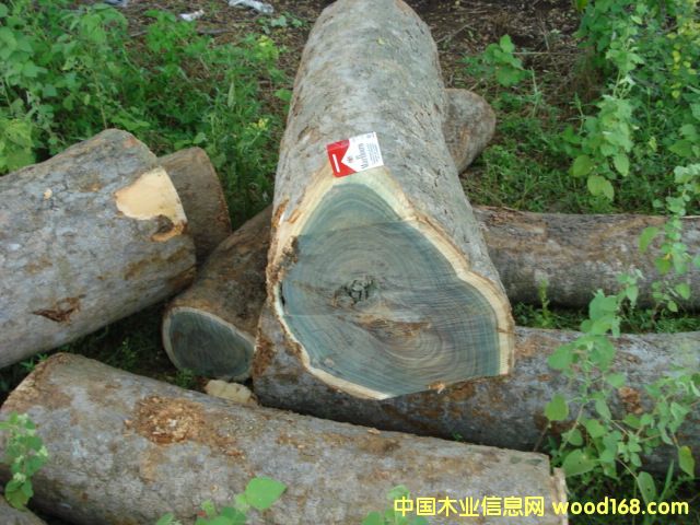 綠檀的詳細介紹