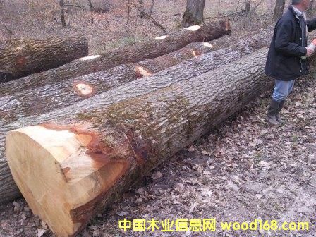 �W�ް���ľ