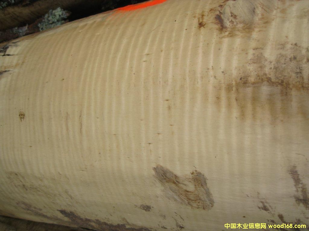 ��ľӰ��Ԕ��(x��)��B