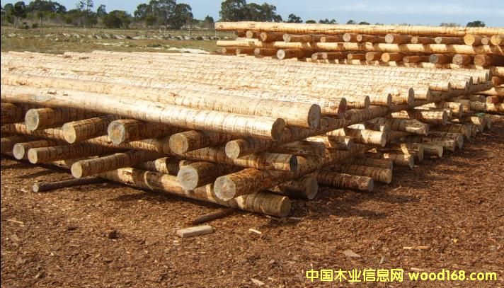 ���������ȥƤԭľ