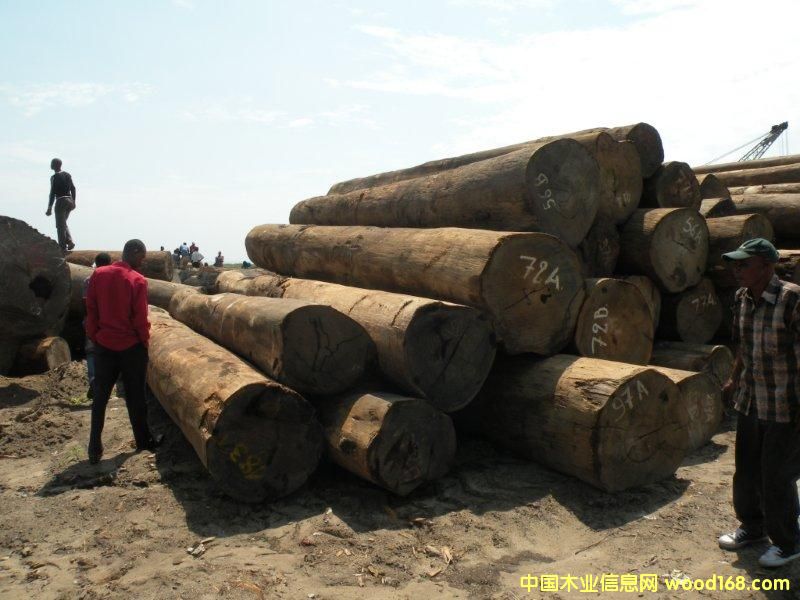 ������ľ