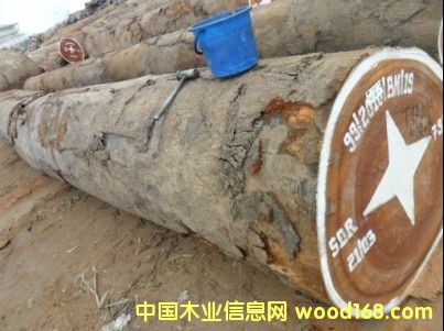 沙比利的詳細(xì)介紹