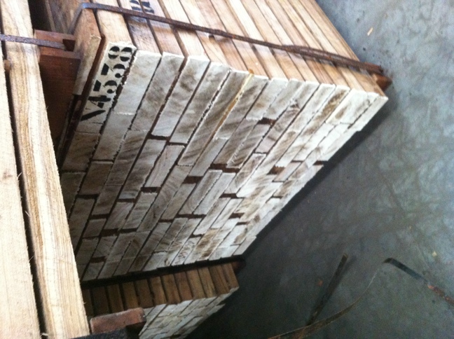 斑馬木的詳細(xì)介紹