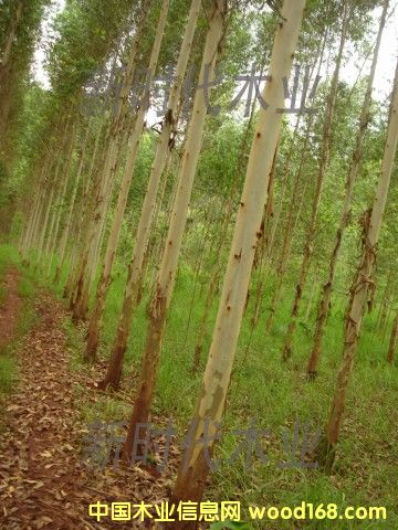 �c(di��n)���鿴����ֵ�3�Ŵ�DƬ