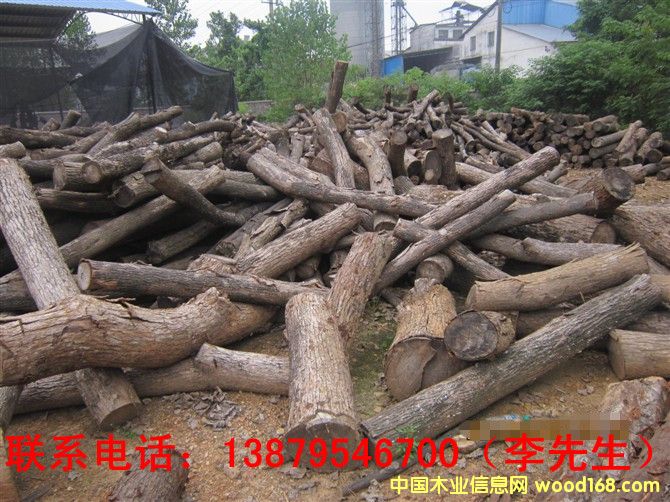 ����ľ��Ԕ����B