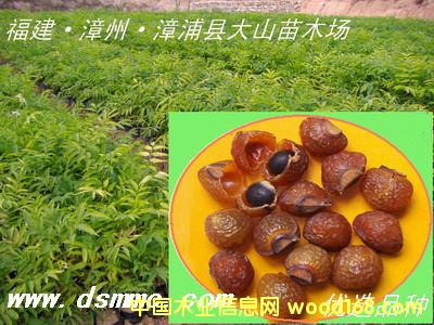 [��] �o�����磨���չ���(sh��)��soapberry)