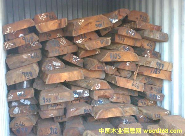 ������֦/madagascariensis /С�~�t̴��Ԕ��(x��)��B