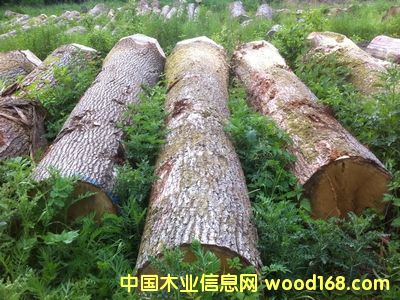 [��] �·�AB��(j��)����ԭľ