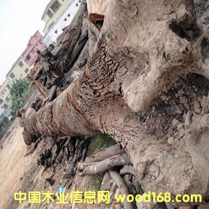 ��z�ľꎳ�ľ��Ԕ��(x��)��B