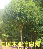 �G����ľ��Ԕ��(x��)��B