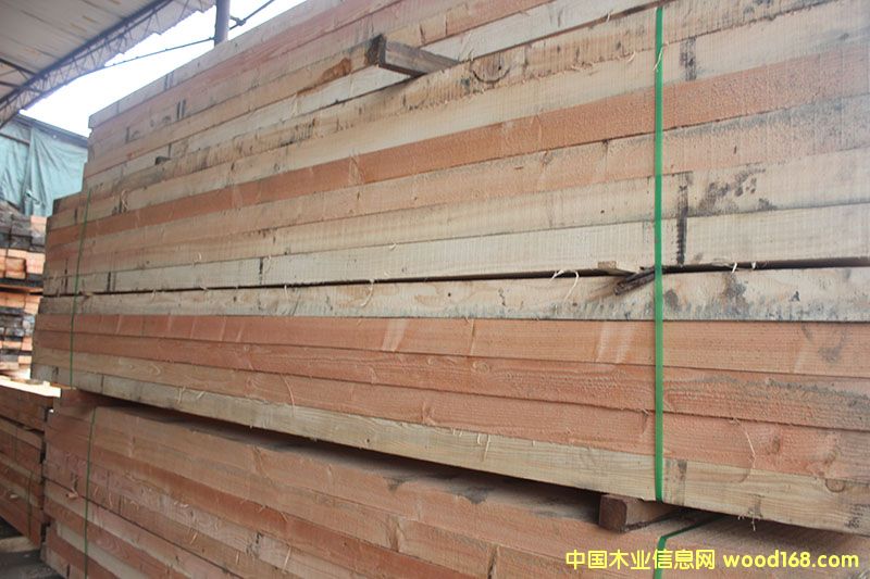 花旗松的詳細(xì)介紹