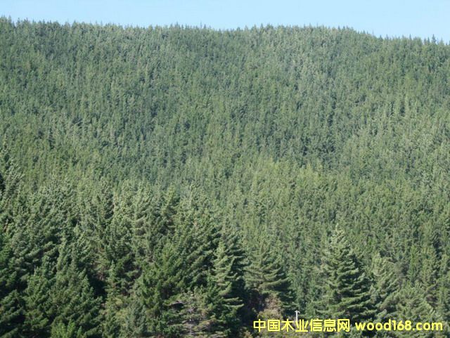 �����mݗ����ԭľ��Ԕ����B