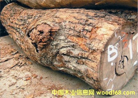 �M(j��n)��Ӣ��(gu��)����(gu��)����Ѫ��/��ľԭľľ���M(j��n)�ڈ�(b��o)�P(gu��n)��Ԕ��(x��)��B