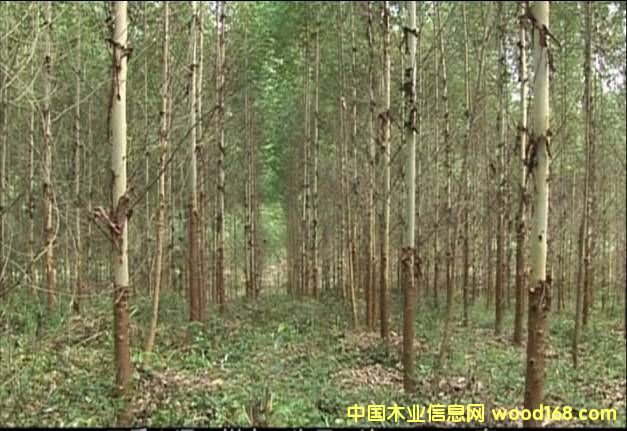 ����?j��)?y��u)�|(zh��)���ԭľ��Ԕ��(x��)��B