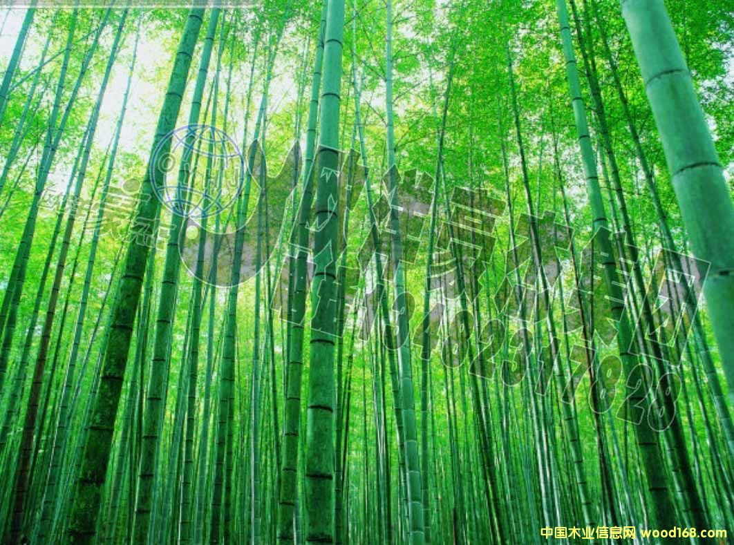 [��] ���L(zh��ng)ë�� 14������ ֱ�Ⱥ� ��������