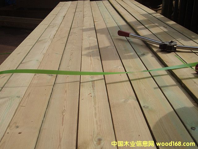 樟子松的詳細介紹