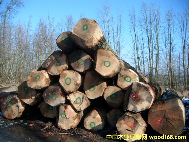white oak logs��Ԕ��(x��)��B