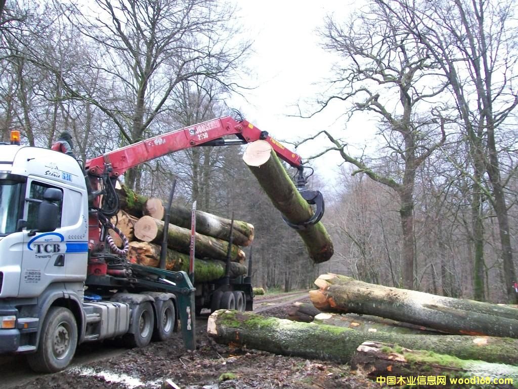 Beech logs��Ԕ��(x��)��B