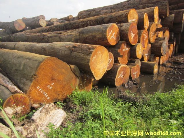 Bilinga �͵�ľ�������Sđľ