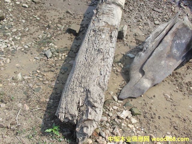 ꎳ�ľ63��Ԕ��(x��)��B