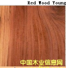 Red Wood Young��Ԕ��(x��)��B
