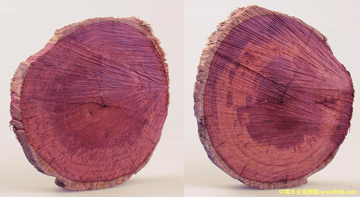 ��֦ľ��Ԕ����B