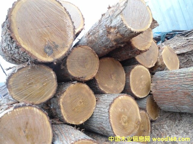 刨切級白橡原木 刨切級白橡原木