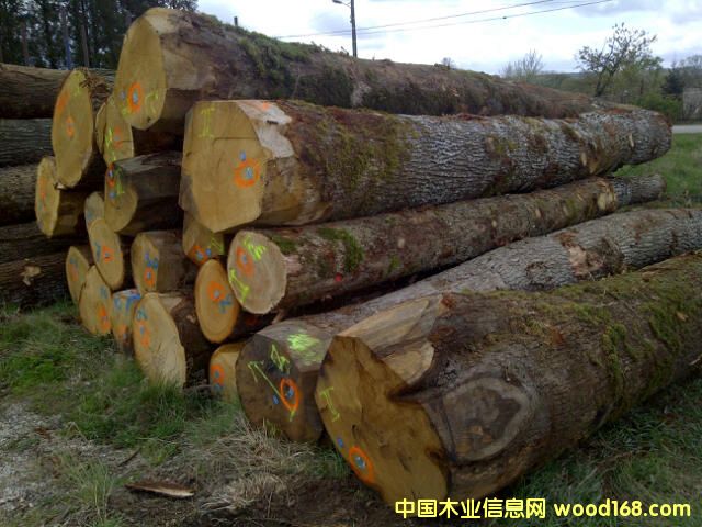 歐橡ABC級 歐橡ABC級