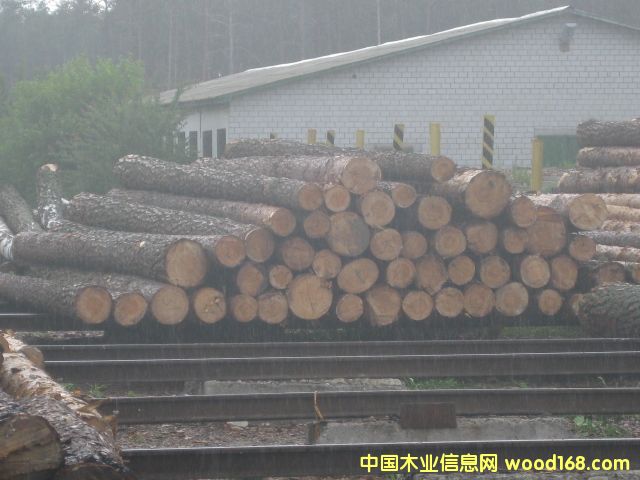 供應(yīng)歐洲松木外國林場直供 供應(yīng)歐洲松木外國林場直供