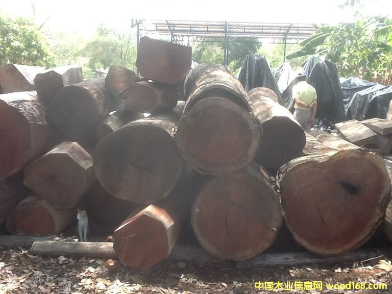 瓜皮若兒 瓜皮若兒