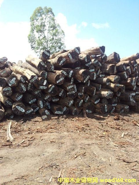 ���匚(chacate preto)