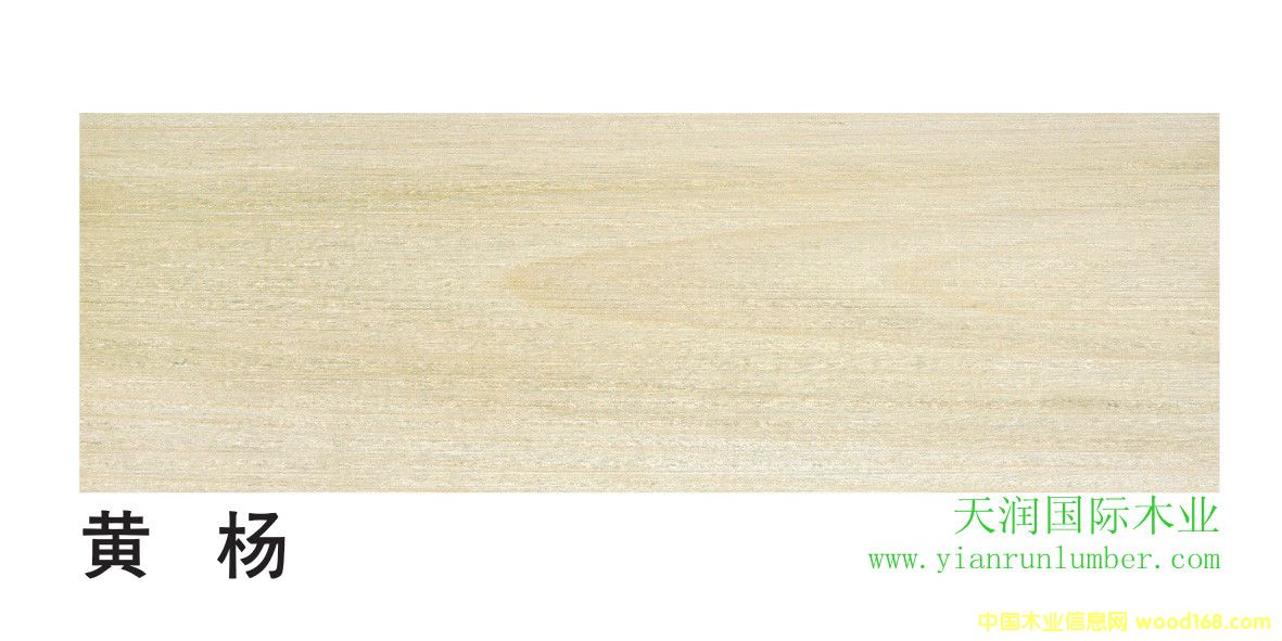 [��] ����(gu��)�S�� Yellow Poplar