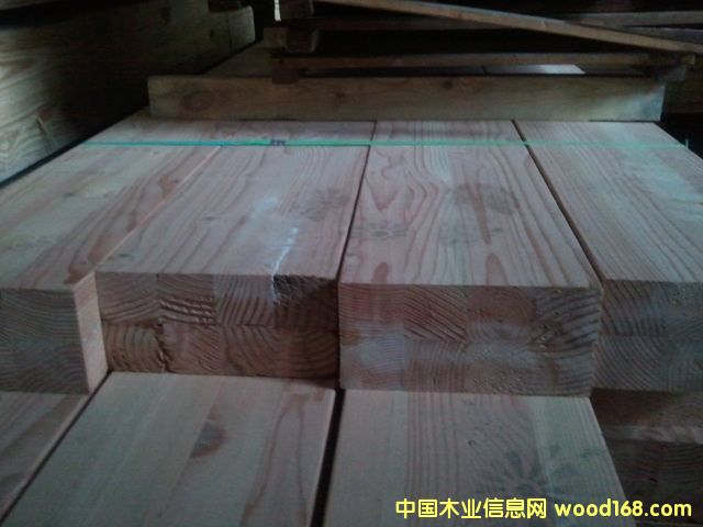 花旗松的詳細(xì)介紹