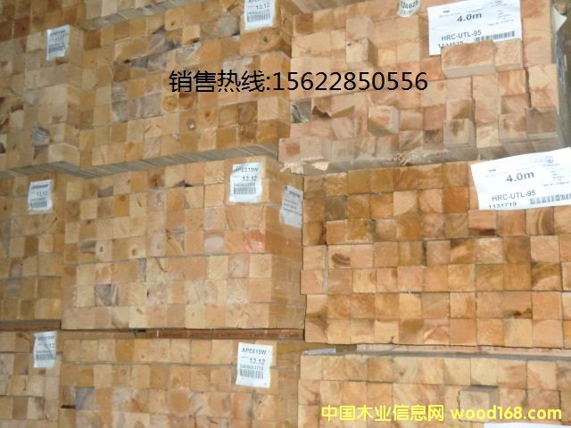 鐵杉的詳細(xì)介紹