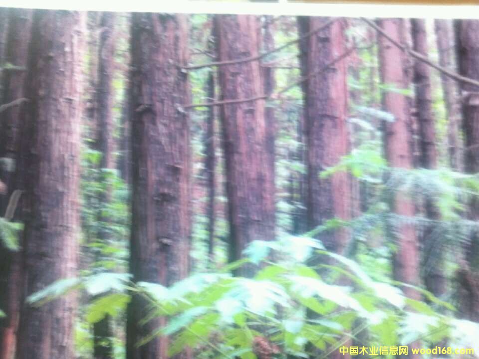 �c���鿴ľ�ķŴ�DƬ