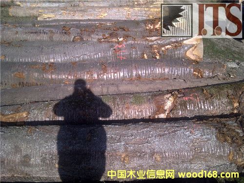 ����ԭľ��Ԕ����B