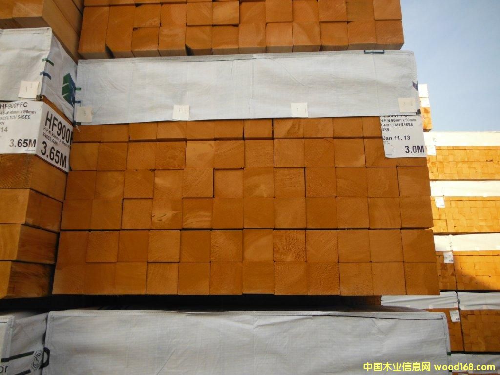 鐵杉|2013042405 鐵杉|2013042405