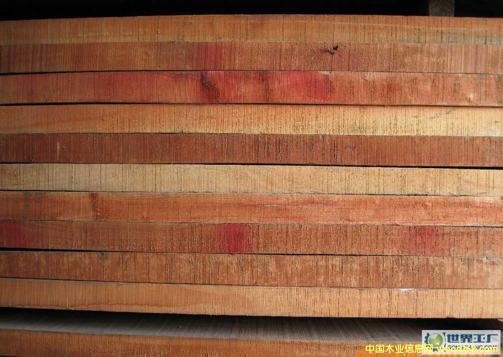 俄羅斯樺木 俄羅斯樺木