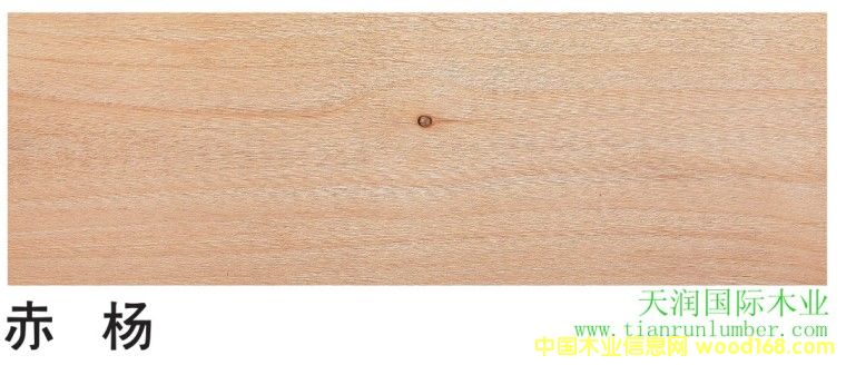 ��  �� Red Alder��Ԕ����B