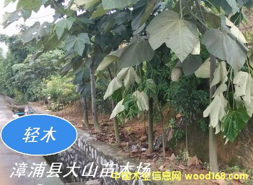 �pľ����ɳľ��Balsa