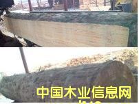 輻射松的詳細(xì)介紹