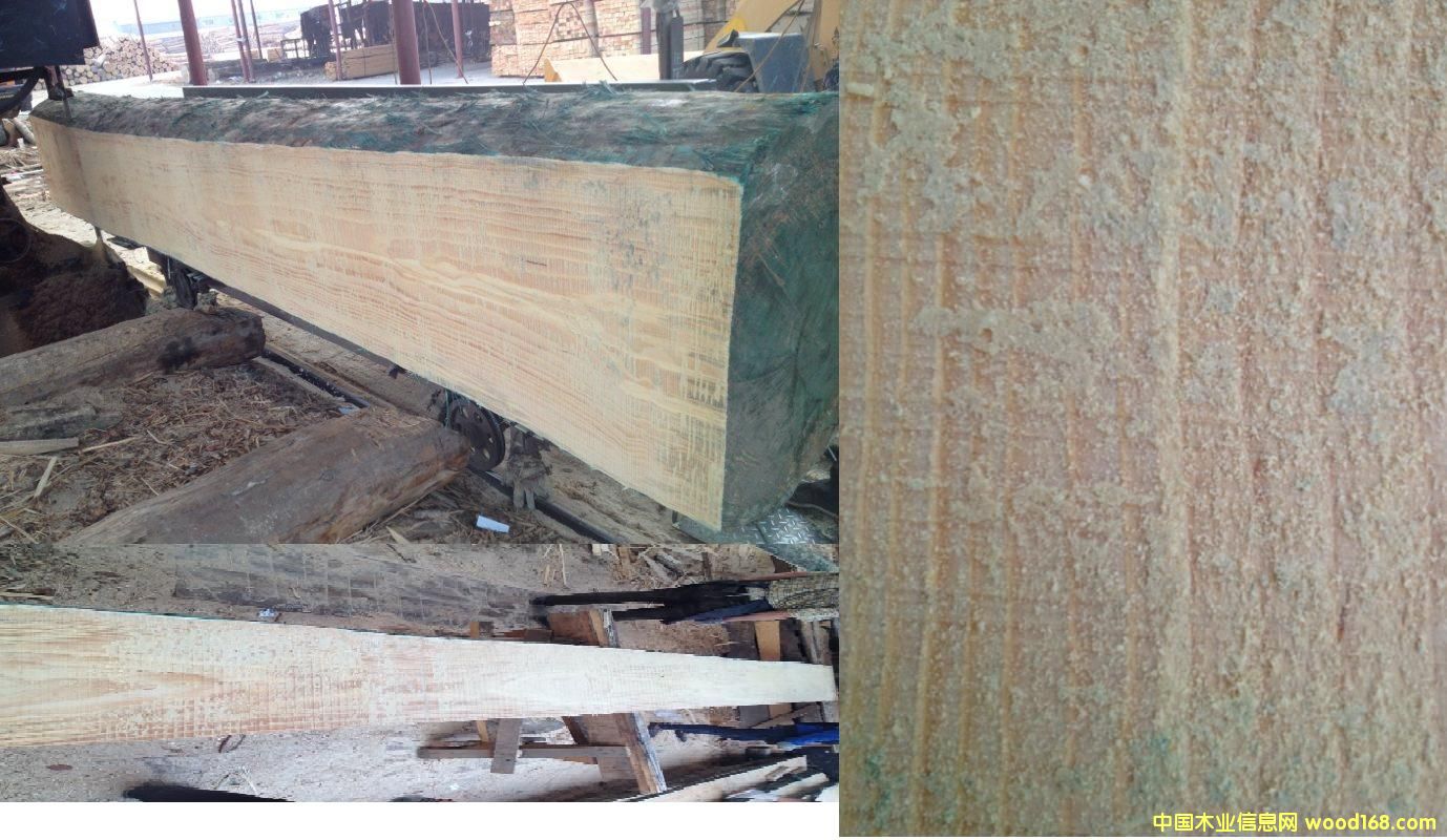 輻射松的詳細(xì)介紹