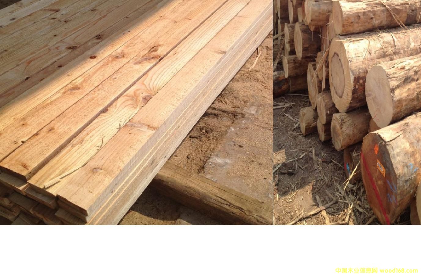 鐵杉的詳細(xì)介紹