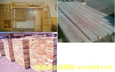 樟子松的詳細(xì)介紹