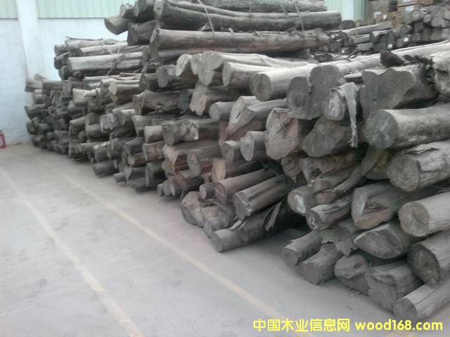 非洲小柚木的詳細(xì)介紹